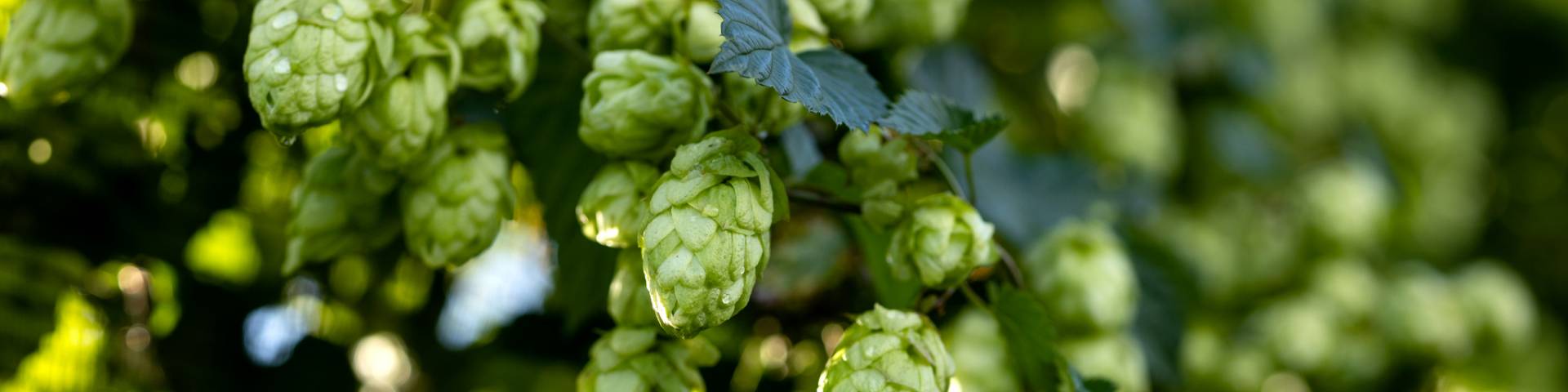 Buchholzer Bräu OG